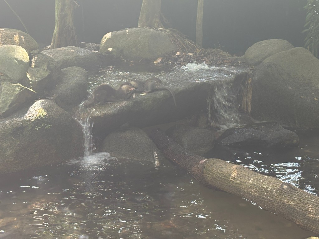 At some point, everyone goes to the zoo